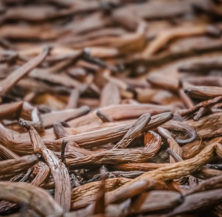 Close up of vanilla pods drying on the sun
